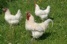 weiße Hühner im Gras