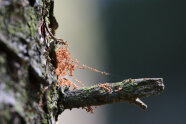Borkenkäferbohrmehl in Spinnennetz an Fichtenstamm