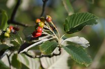 Blätter und Fruchtstand der Mehlbeere mit ihren rötlich gefärbten Beeren