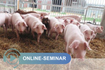 Schweine auf Stroh im Stall; Schriftzug Online-Seminar