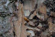 honigbrauner Jungkäfer im Brutbild