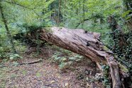 liegendes Stück Totholz