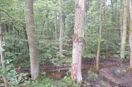 abgestorbene Eiche steht vor einem Tümpel im Wald