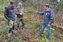 Förster und Waldbesitzer begutachten geschädigte Krone einer gefällten Kiefer