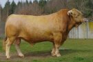Herold entstammt der Freigabe aus der bayerischen Genreserve. 