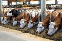 Fressende Kühe am Futtertrog