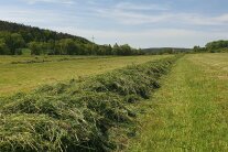 Gras auf Schwaden